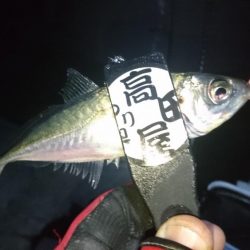 今夜の活性はイマイチ？