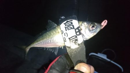 今夜の活性はイマイチ？