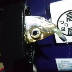 今夜もアジ！！