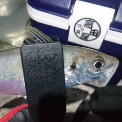 好調アジング！！