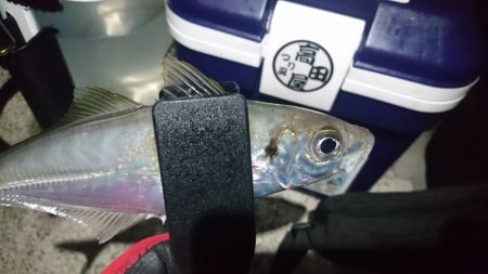 好調アジング！！