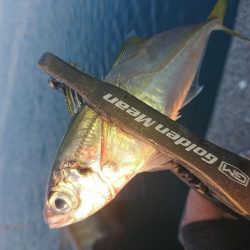 南紀アジング釣初め