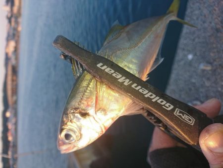 南紀アジング釣初め