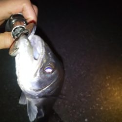 久々のシーバス