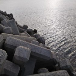 ロックフィッシュ狙い