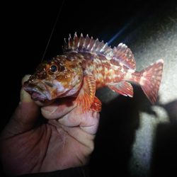 今年1匹目はガシラからのスタート