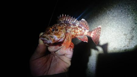 今年1匹目はガシラからのスタート