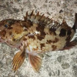 新春!!メバリング