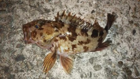 新春!!メバリング