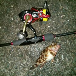 初釣りはガシラ祭り