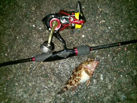 初釣りはガシラ祭り