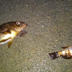 イカを釣りたくて