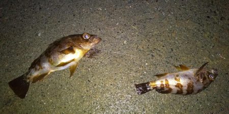 イカを釣りたくて