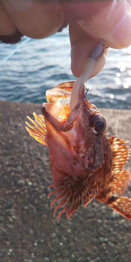 イカを釣りたくて2