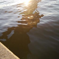 タチウオなんとか居残ってる