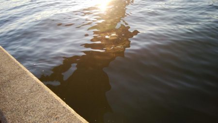 タチウオなんとか居残ってる