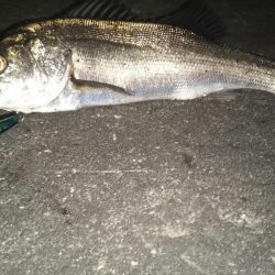 ぶらシーバス！！