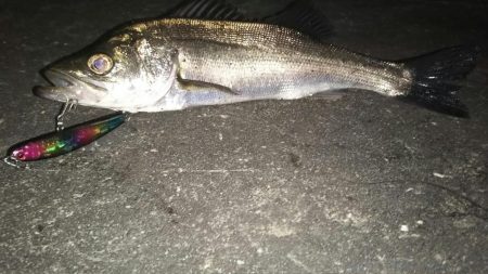 ぶらシーバス！！