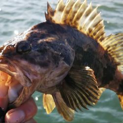 ぶらロックフィッシュ！！