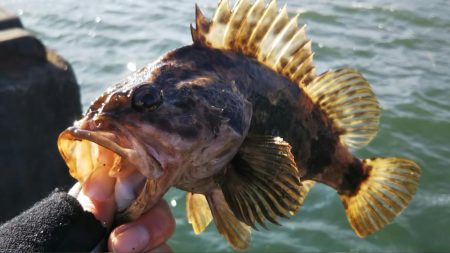 ぶらロックフィッシュ！！