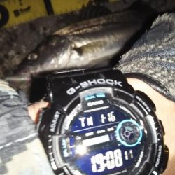 ぶらシーバス！！