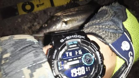 ぶらシーバス！！