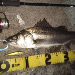 ぶらシーバス！！