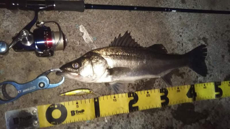 ぶらシーバス！！