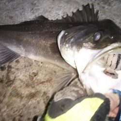 ぶらシーバス！！