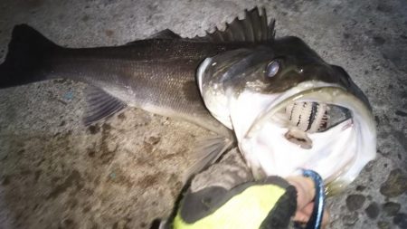 ぶらシーバス！！