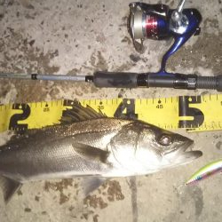 ぶらシーバス！！