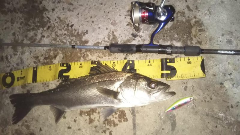 ぶらシーバス！！