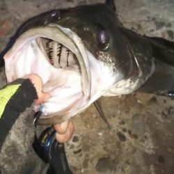 ぶらシーバス！！