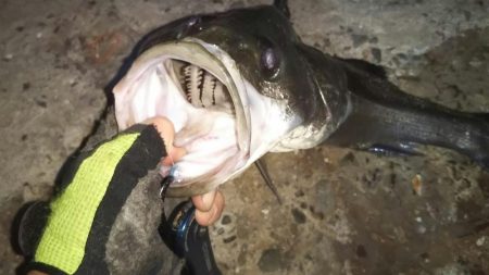 ぶらシーバス！！