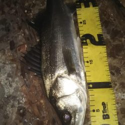 ぶらシーバス!!