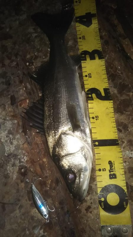 ぶらシーバス!!