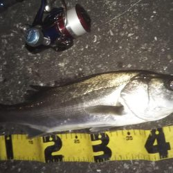 ぶらシーバス!!