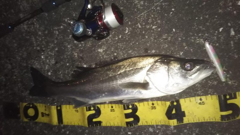 ぶらシーバス!!