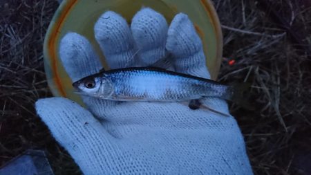 釣り納めは小物釣り…