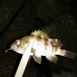 アジ釣り メバル釣り