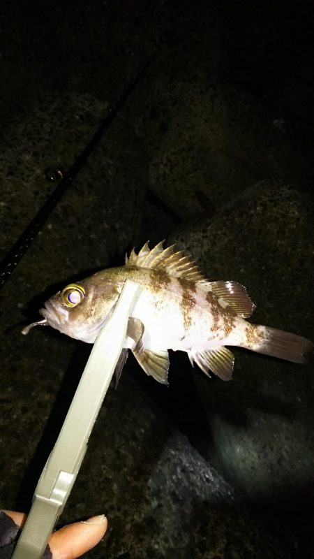 アジ釣り メバル釣り