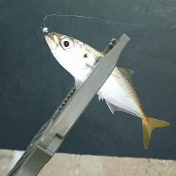 アジ釣り