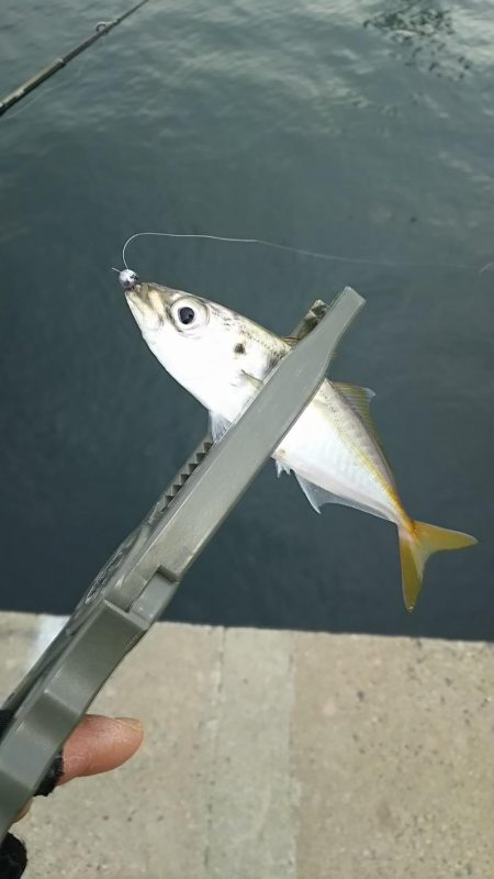 アジ釣り