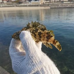 安定の根魚達！