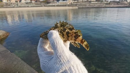 安定の根魚達！