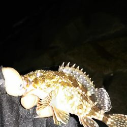 メバル ガシラ釣り