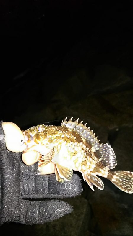 メバル ガシラ釣り