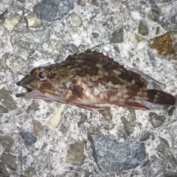 ガシラの活性高し！