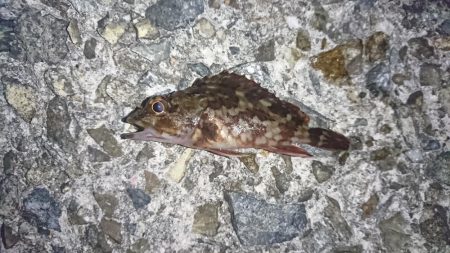 ガシラの活性高し！