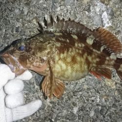 ガッシー絶好調！